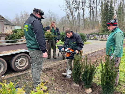 Bild: Mitarbeiter der Baumschule Schumann pflanzen die Eiben auf dem Friedhof